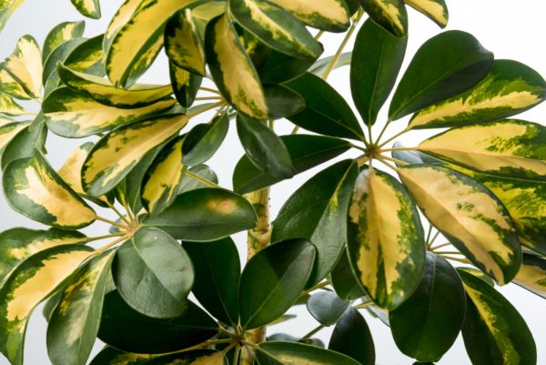 Entretien ficus : tous les conseils pour garder un ficus en pleine forme
